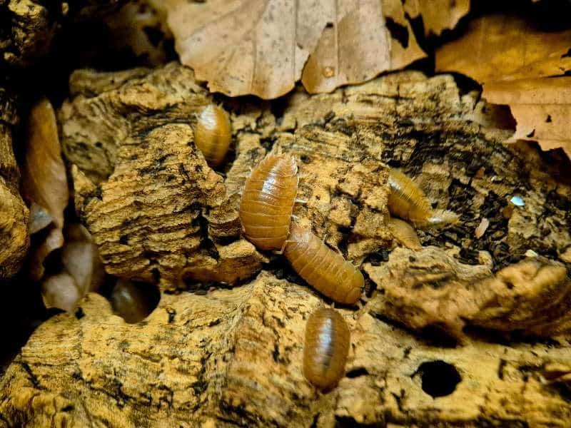 Porcellio laevis Giant Orange Isopod captive bred colony feeding on cork bark