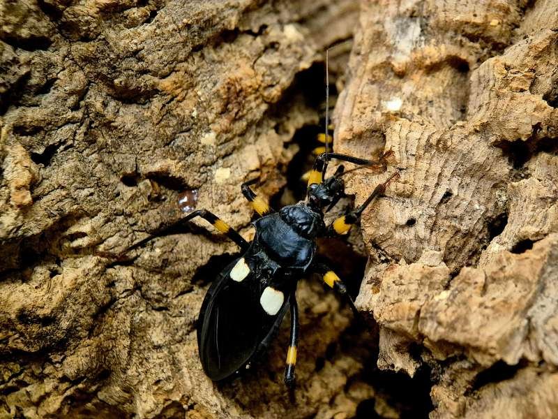 Platymeris biguttatus White Spot Assassin Bugs