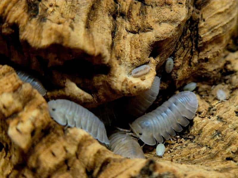 Cubaris Thai Blue Angel Isopods
