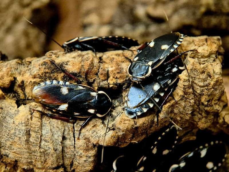 Paranauphoeta formosana Assassin Mimic Cockroaches