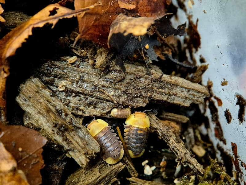 Cubaris Rubber Ducky Isopods