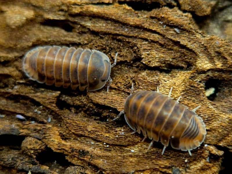 Cubaris Pak Chong Red Isopod