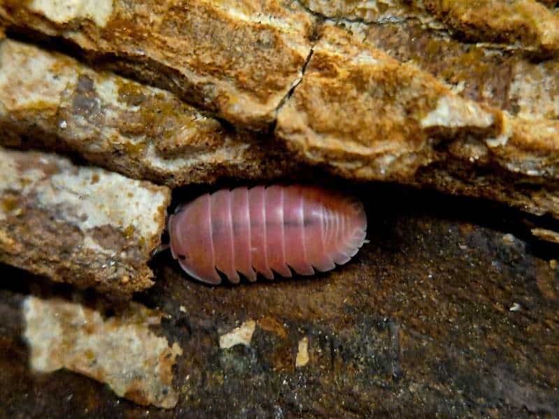 Cubaris Cherry Blossom Isopod