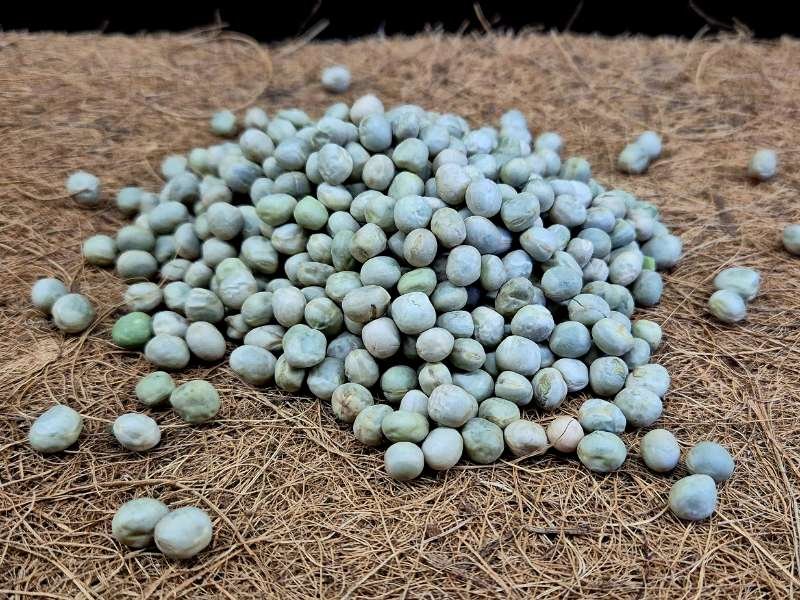 Premium Dried Marrowfat Peas natural food supplement for isopods and invertebrates