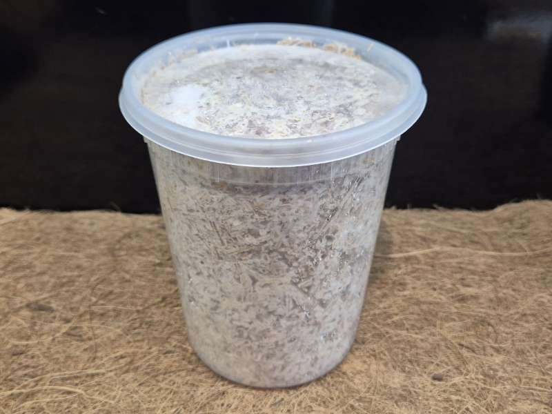 Premium Kinshi hardwood substrate for stag beetles rhinoceros beetles and wood feeding larvae