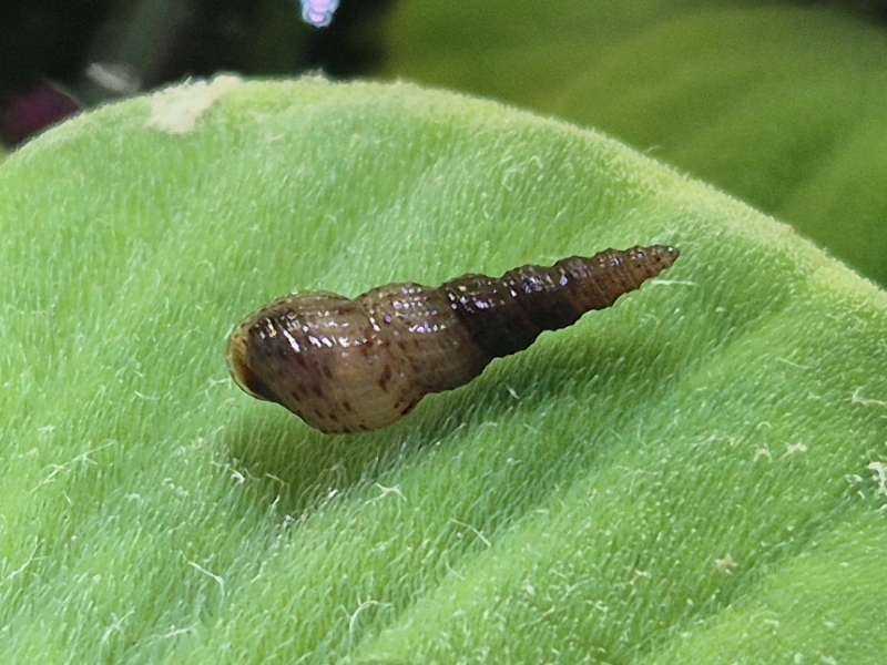 Captive-bred Malaysian Trumpet Snail Melanoides tuberculata for freshwater aquariums