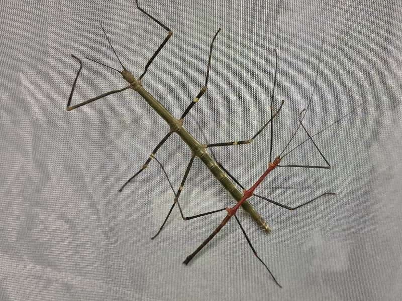 Pair of captive-bred Lonchodiodes sp. 'Ruby and Emerald' stick insects from the Ilocos locality in the Philippines.
