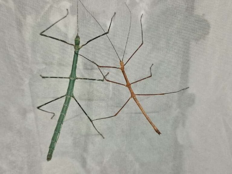 Stick insects