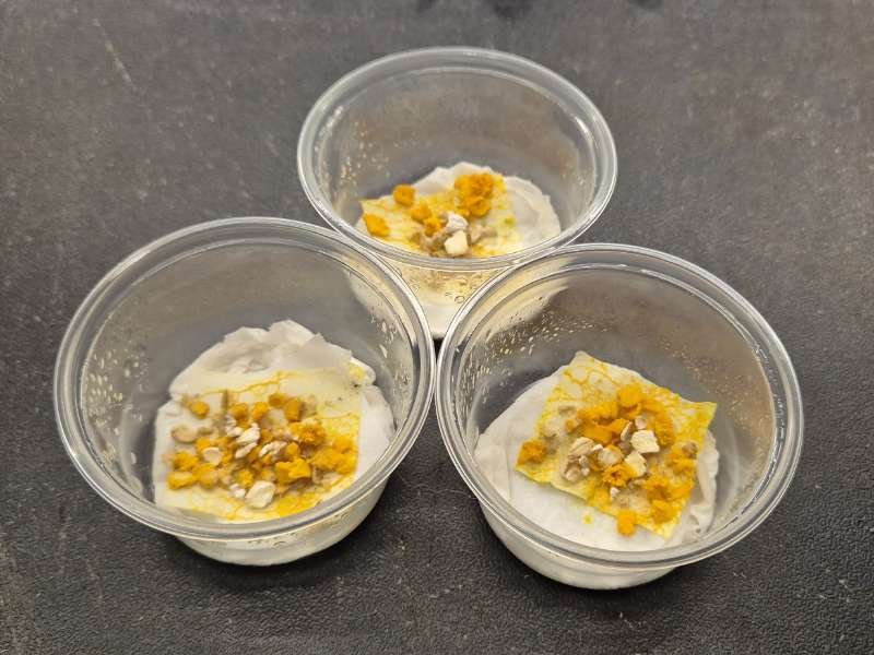 Live Physarum polycephalum Day Walker slime mould culture with organic oats