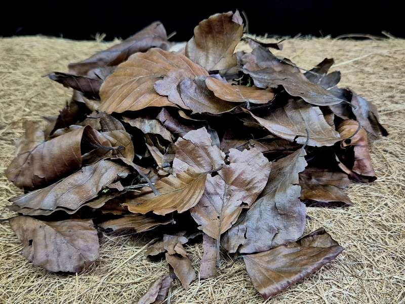 Premium Beech Leaf Litter natural substrate food source and decoration for bioactive enclosures