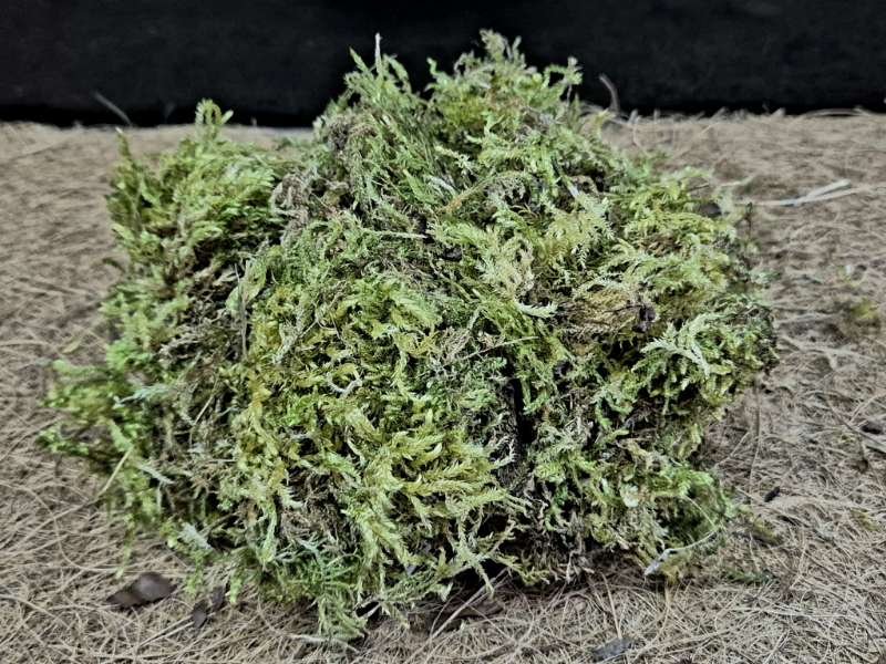 Premium Mixed Wild Moss natural decoration and humidity aid for bioactive enclosures