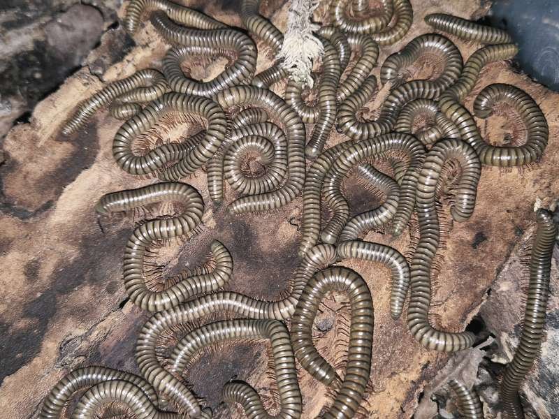 Captive-bred Analocostreptus gregorius African Olive Millipedes gathered on decaying wood in a naturalistic enclosure.