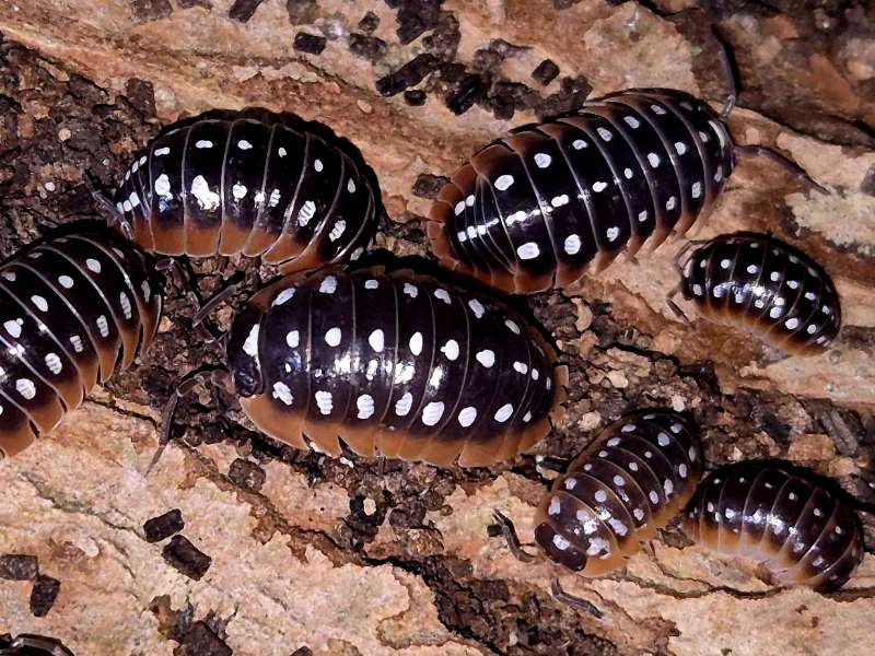 Armadillidium klugii Clown Isopod colony showing adults and juveniles