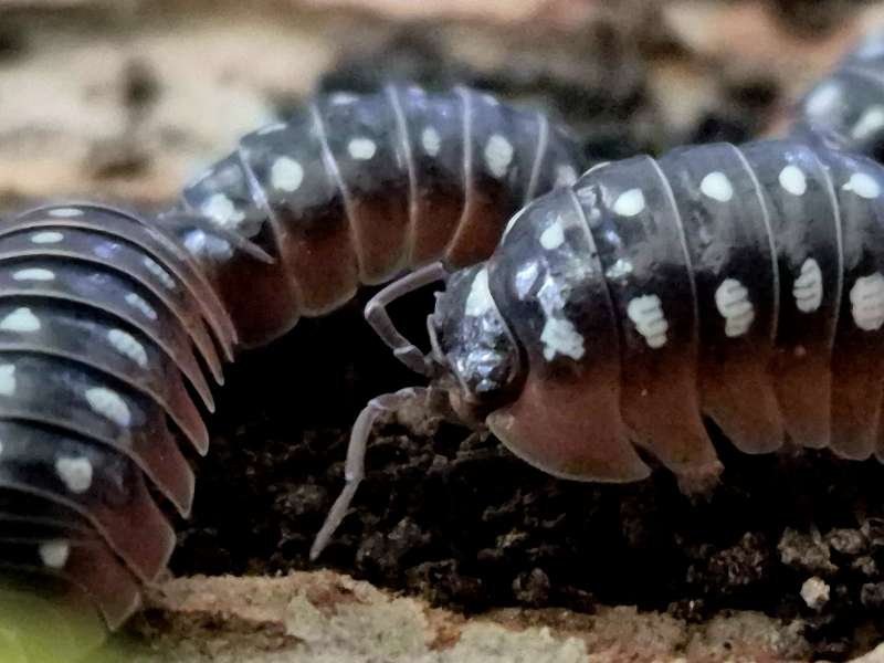 Armadillidium klugii Clown Isopods showing bold white markings