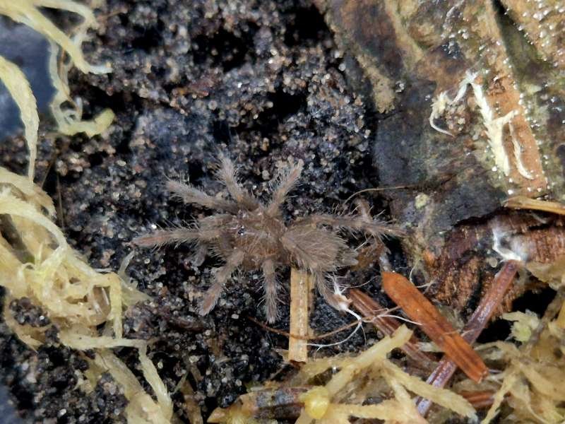 Captive-bred Hysterocrates gigas Rusty Baboon Tarantula sling approximately 1.5 cm DLS in a naturalistic enclosure.