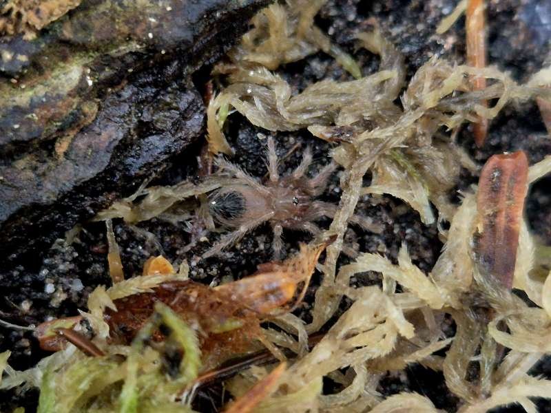 Captive-bred Lasiodora parahybana Salmon Pink Birdeater sling approximately 1 cm DLS in a naturalistic enclosure.
