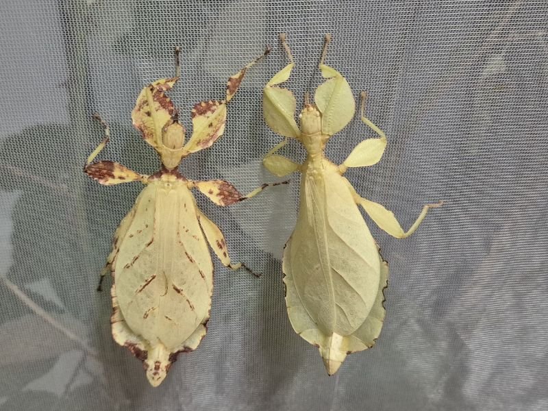 Male and female Phyllium letiranti Tataba leaf insects showing size and colour differences