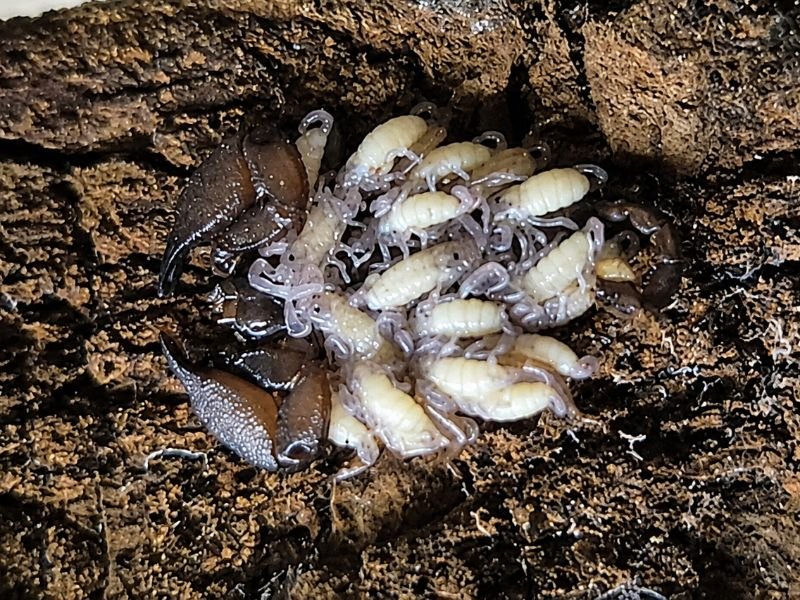 Liocheles australasiae mother carrying newborn scorplings on her back