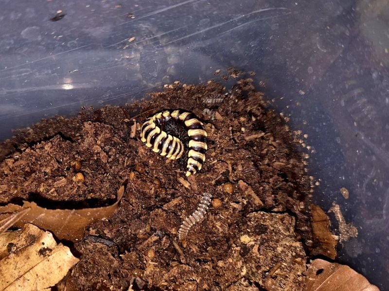 Polydesmus sp Bumblebee flat-backed millipede on natural substrate