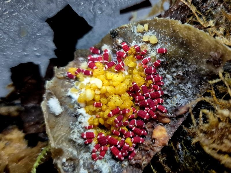 Neanuridae sp. Redford White Santa Claus Springtails feeding in a humid culture