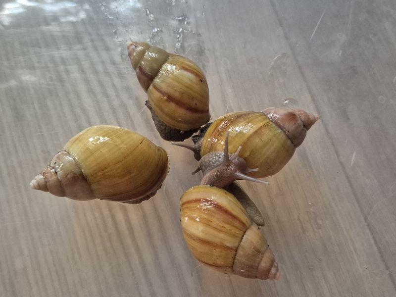 Lissachatina fulica Rodatzi Giant African Land Snails with golden shells