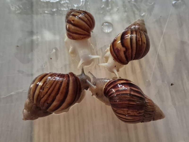 Lissachatina fulica Giant African Land Snails with dark striped shells