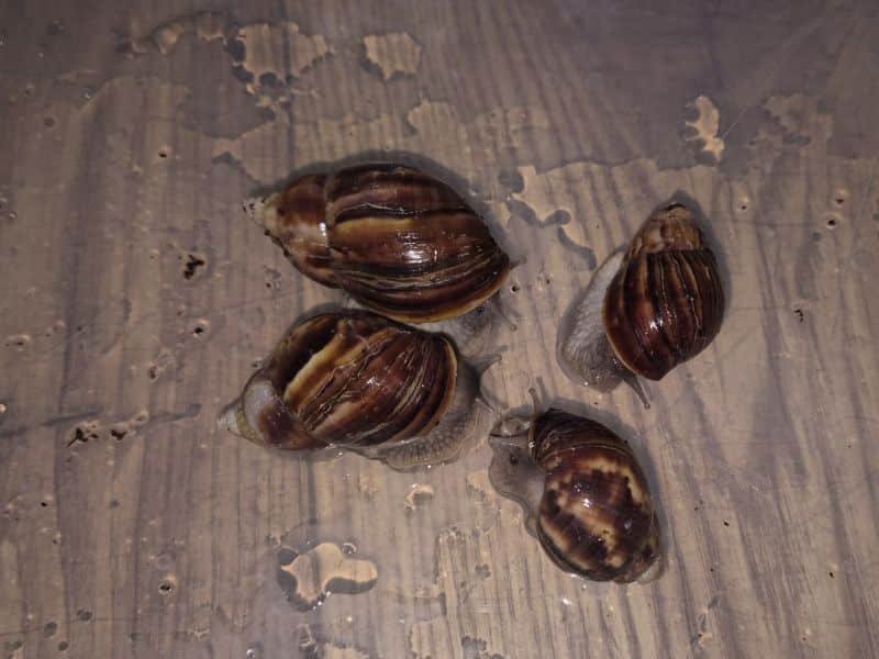 Lissachatina fulica Giant African Land Snails with brown striped shells