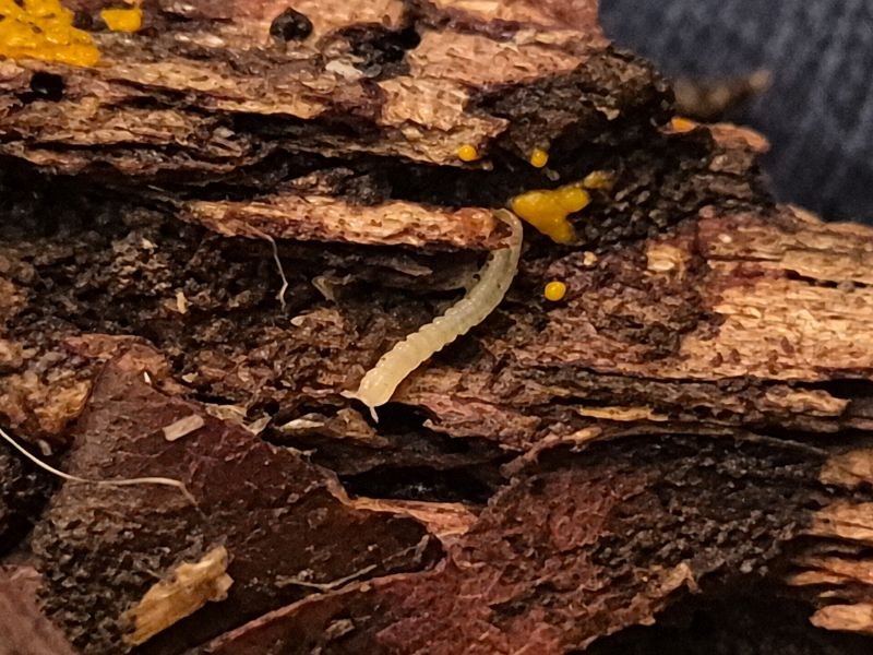 Polydesmus sp. Tiny flat-backed millipede on decomposing hardwood